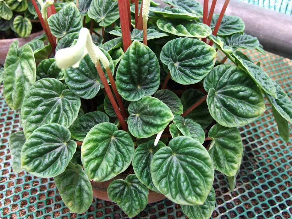 Follaje con relieve de la Peperomia caperata