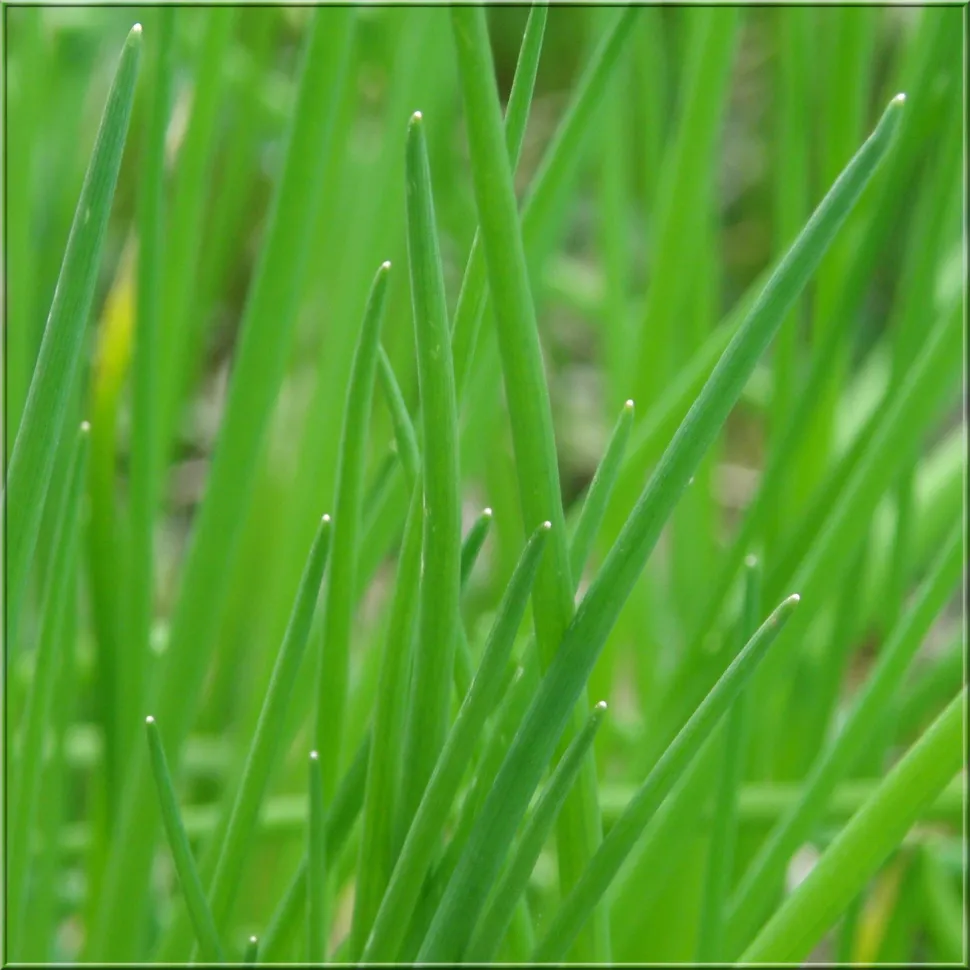 Cebolinho de folhas verdes pontiagudas