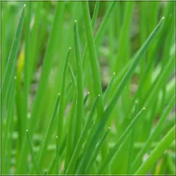 Cebolinho de folhas verdes pontiagudas