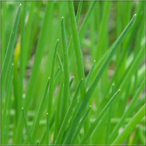 Feuille verte pointue ciboulette