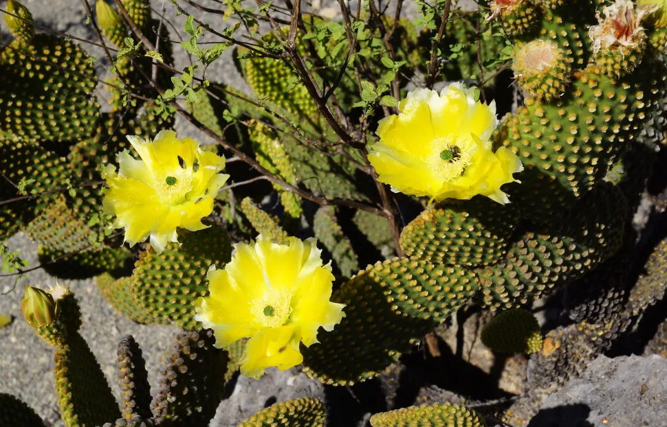 Konijnenoor cactus bloemen