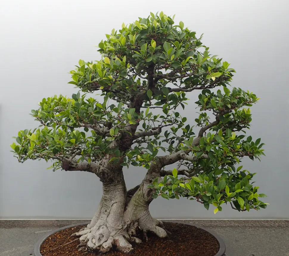 Ficus ginseng als Bonsai gearbeitet