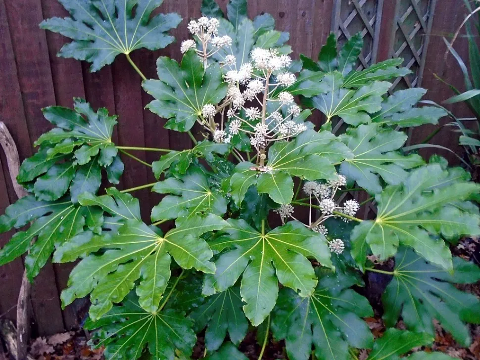Aralia giapponese in fiore