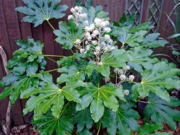 Aralia japonesa em flor