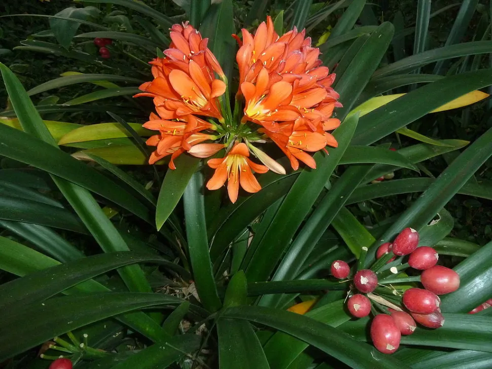Clivia miniata i blomst