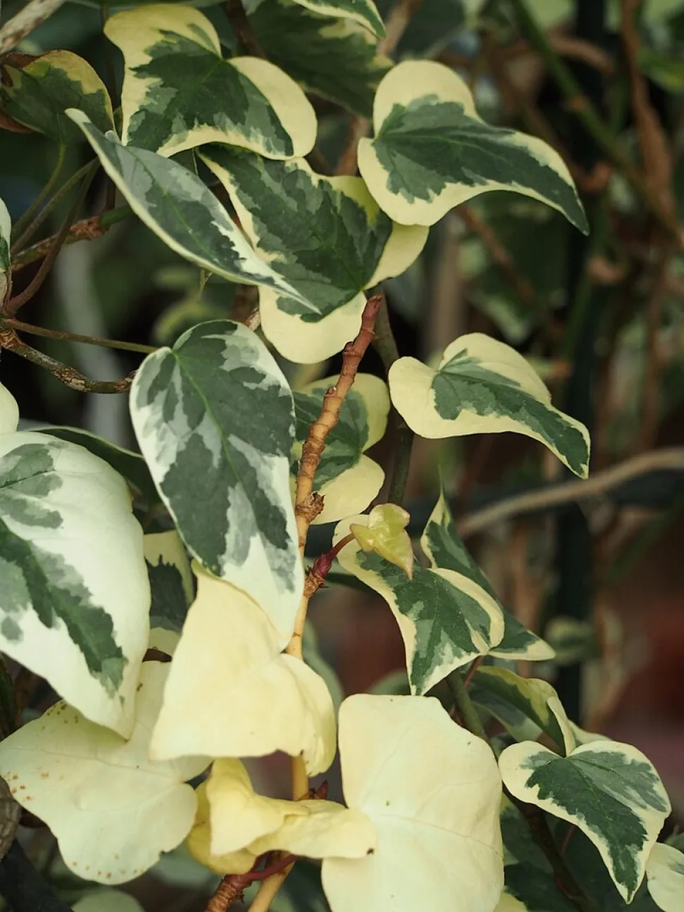 Hiedra variegada trepadora