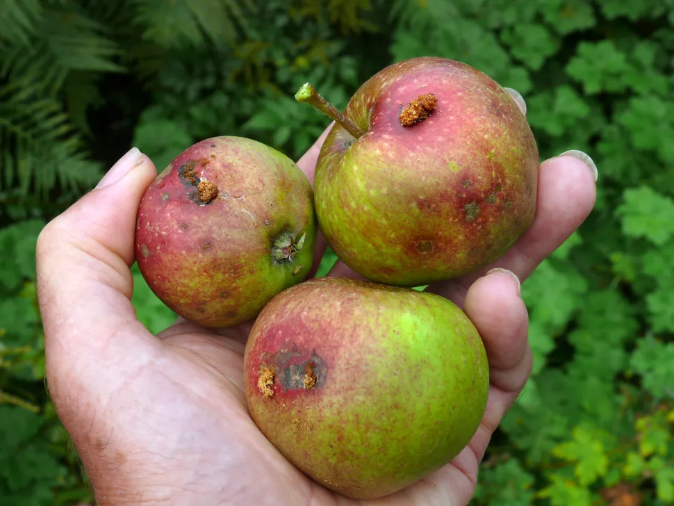 Maçãs atacadas por traças