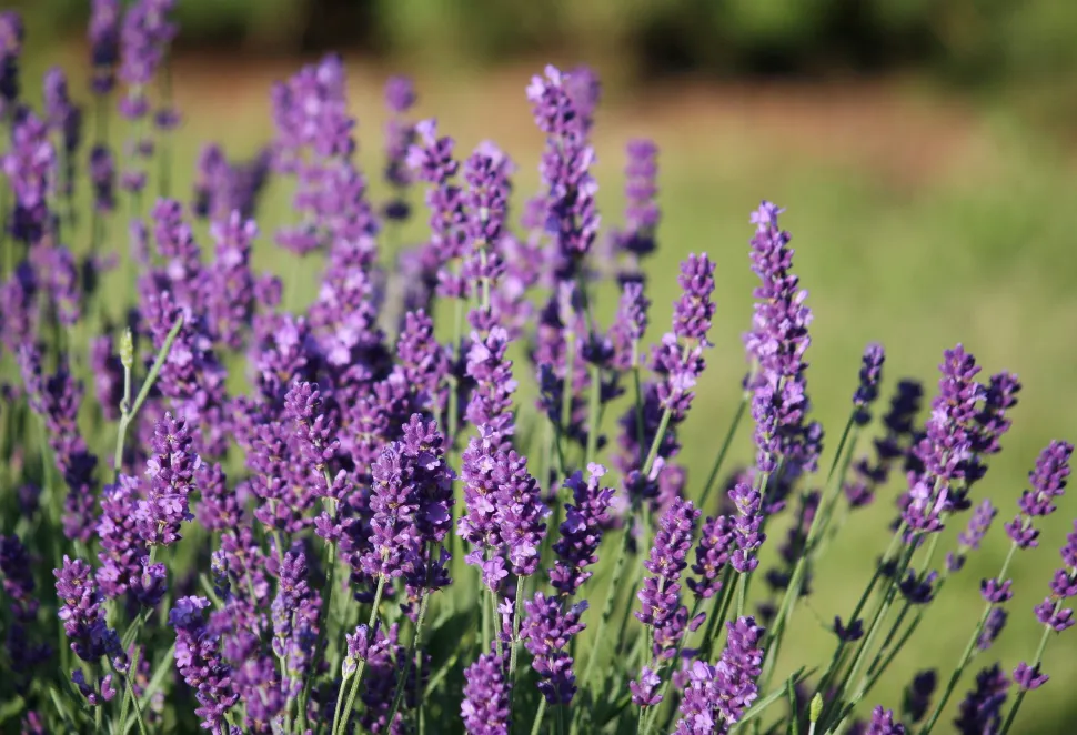 Violette Ähren echter Lavendel