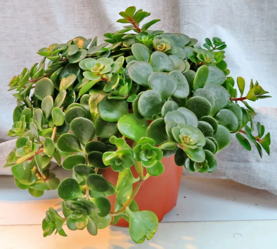 Sedum Tundra Tornado en pot