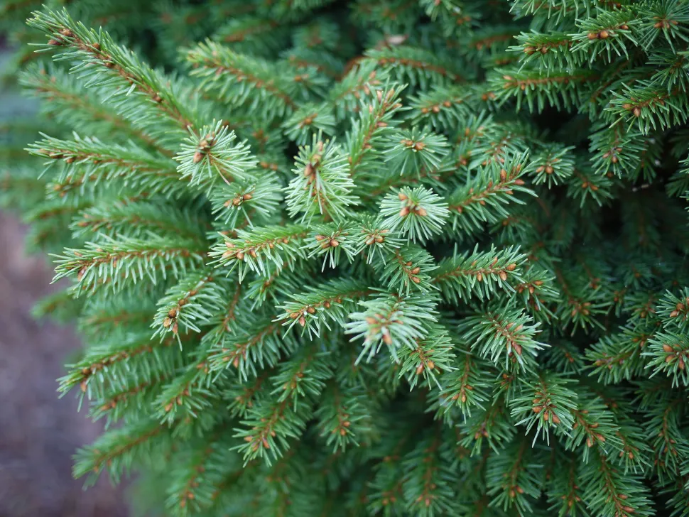 Picea abies løv