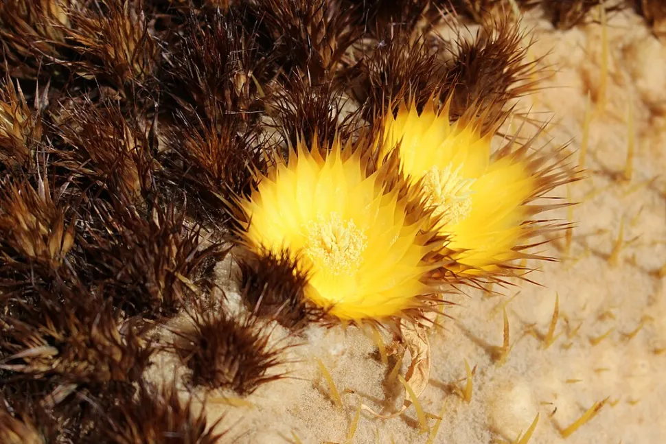 Blomster af Kroenleinia grusonii