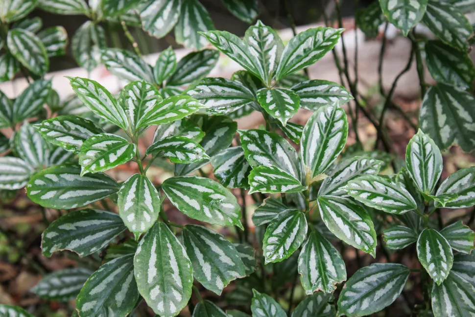 Foglie verdi e argento di Pilea cadierei