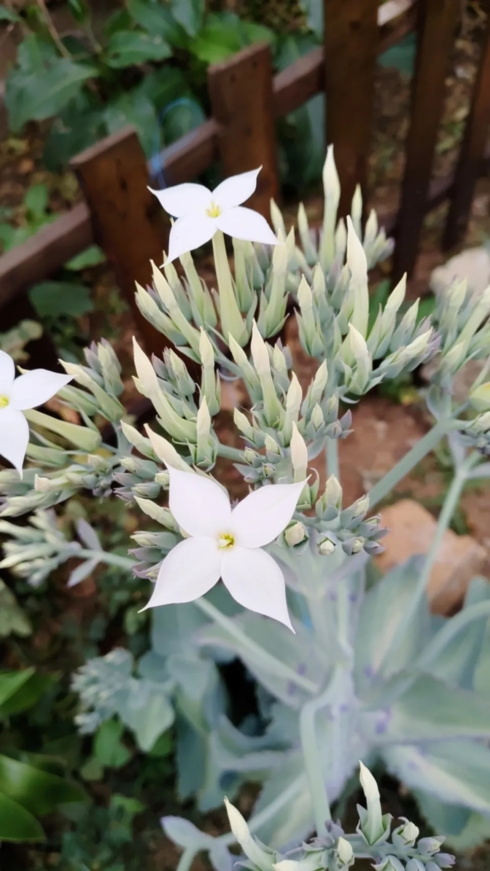 Flores de Kalanchoe marmorata
