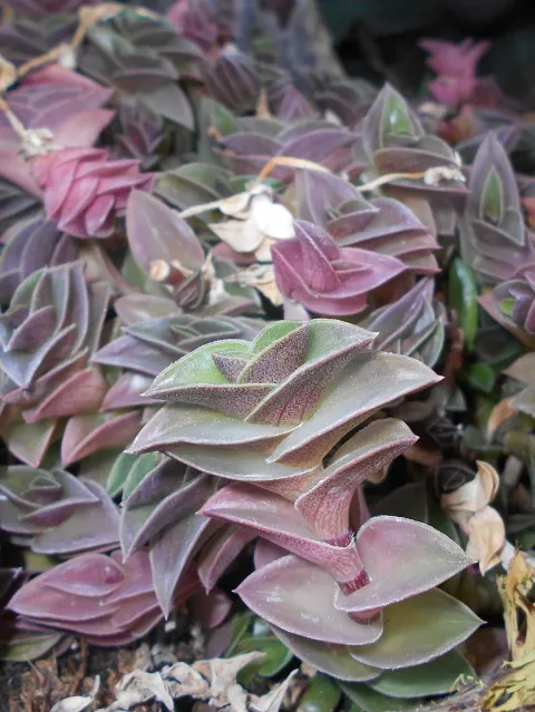 Callisia navicularis nel terreno