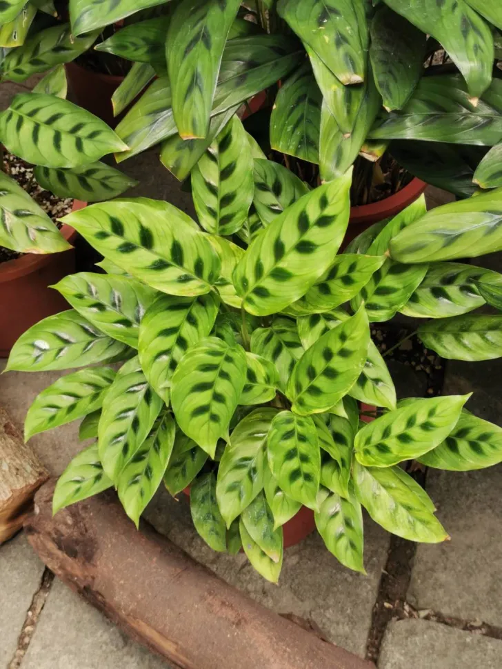 Calathea leopardina