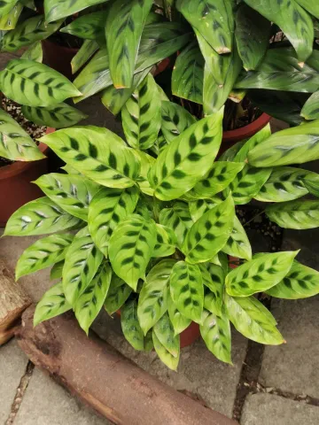 Calathea luipaard