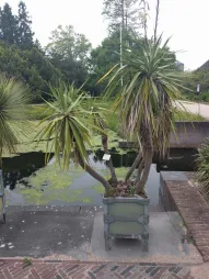 Yucca gloriosa im Freien