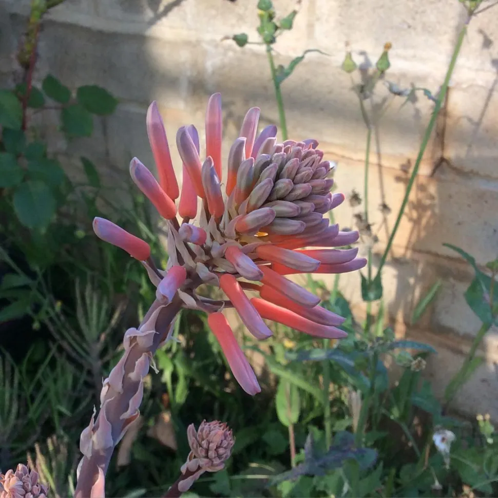 Fleurs d'Aloe aristata
