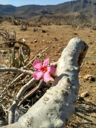 Adenium dhofarense en el suelo