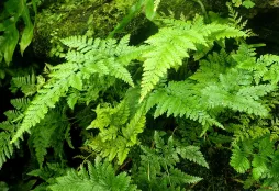 Fronde di Davallia trichomanoides