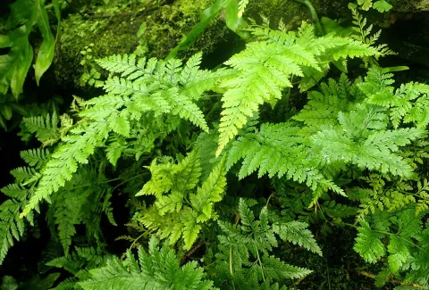 Wedel von Davallia trichomanoides