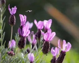 Flor borboleta lavanda com brácteas cor-de-rosa