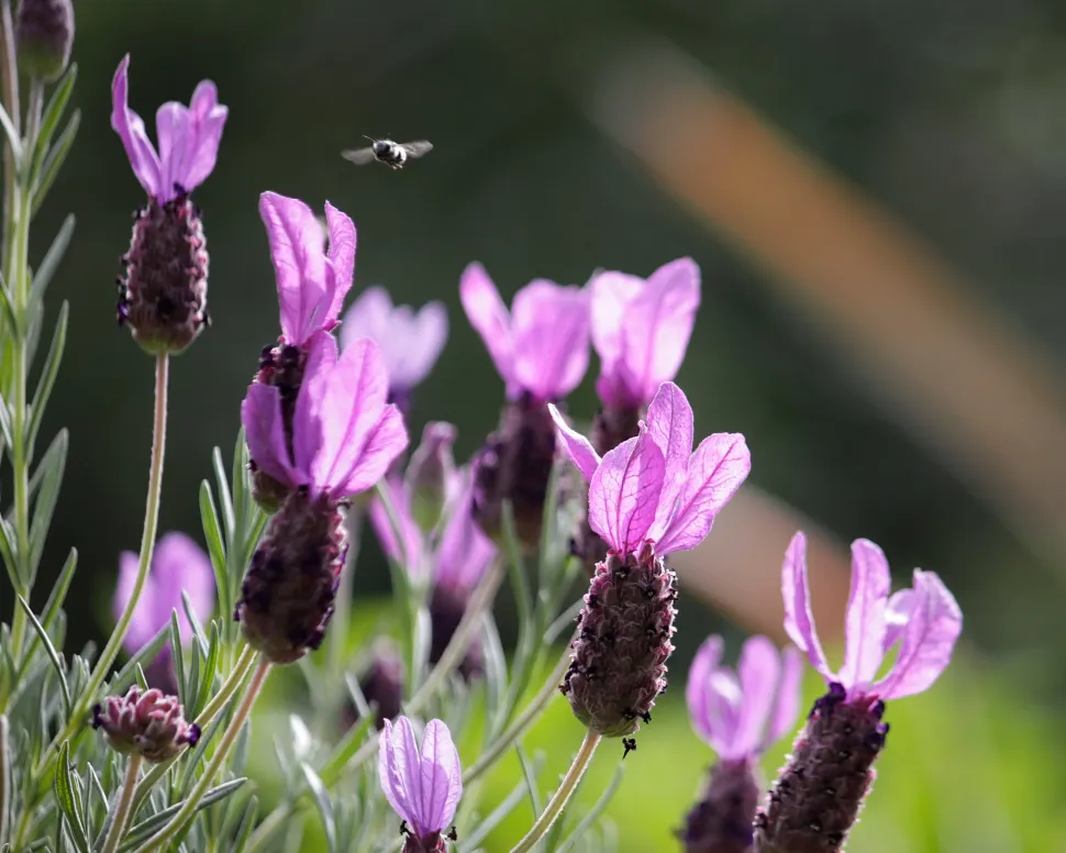 Lavendel vlinderbloem met roze schutbladeren