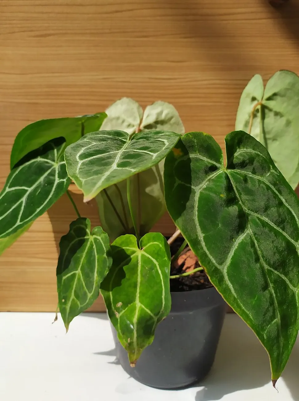 Anthurium crystallinum in een pot