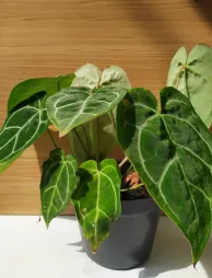 Anthurium crystallinum in vaso