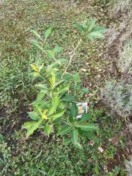 Jeune Citrus junos en pleine terre
