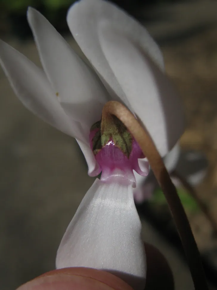 Álbum de Flores de Ciclame