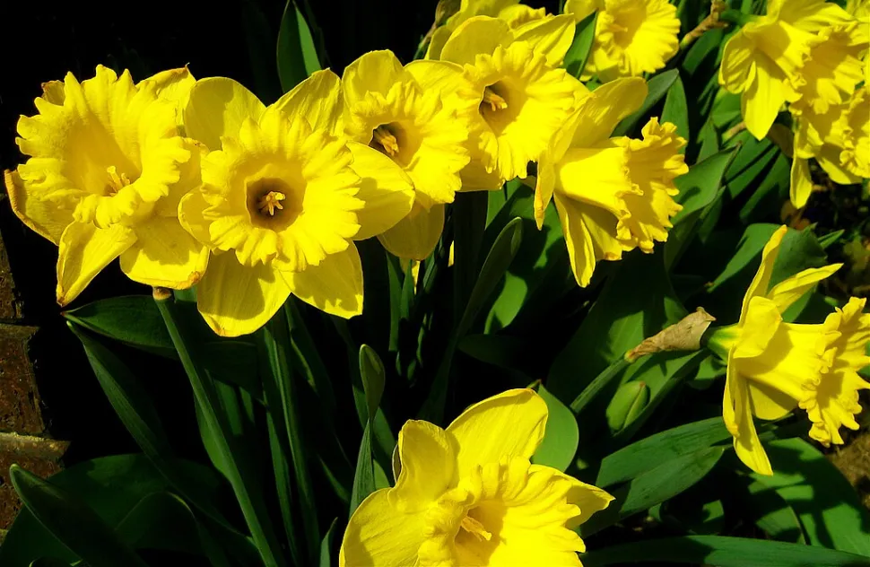 Narciso amarillo Narcissus pseudonarcissus