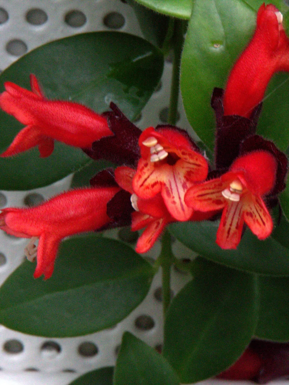 Rode bloemen van Aeschynanthus Mona Lisa