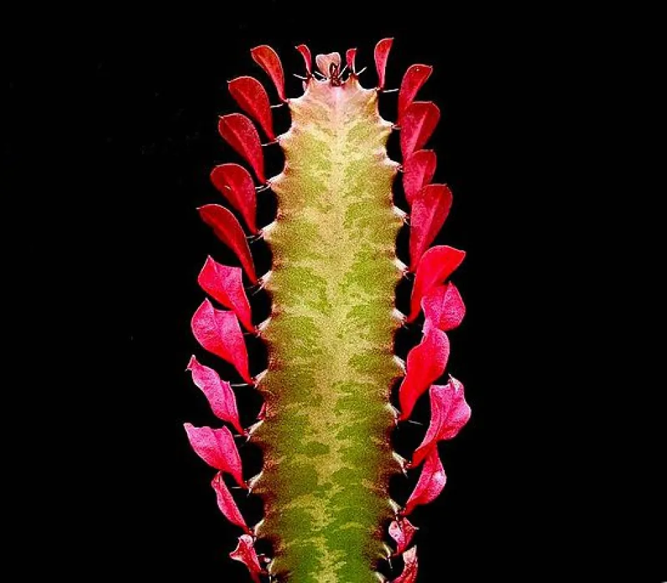 Rote Blätter von Euphorbia trigona 'Rubra'