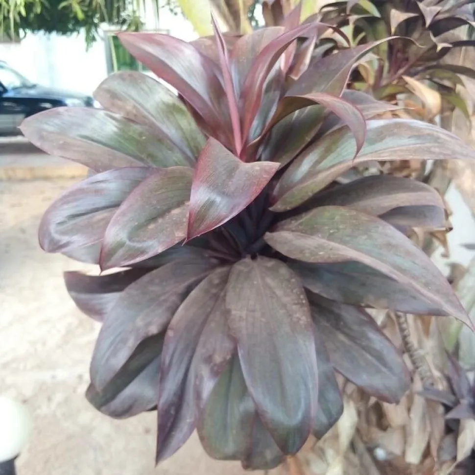 Cordyline 'Purple compacta' follaje verde oscuro violeta