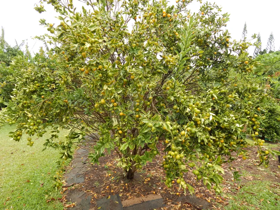 Citrus japonica Kumquat im Freiland