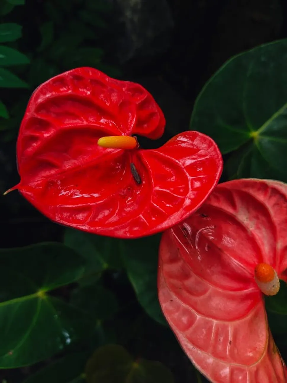2 Red André Anthuriums med deres blade