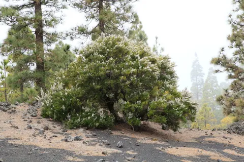 Bruyère Erica arborea en pleine terre