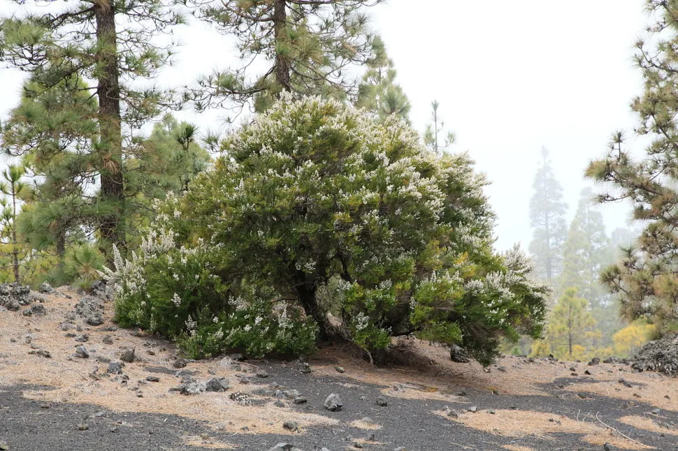 Erica arborea heide in de grond