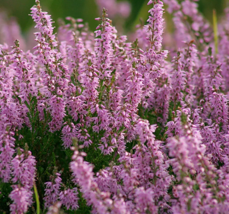 Flores roxas de urze Calluna vulgaris