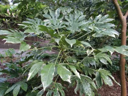 Fatsia japonica variegata en el suelo