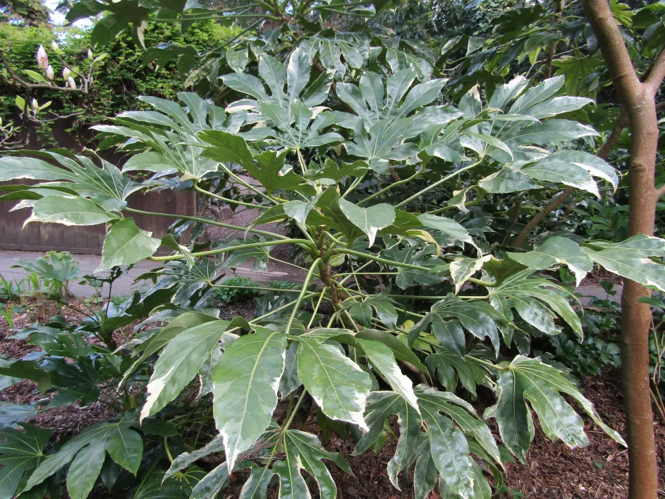 Fatsia japonica variegata i jorden