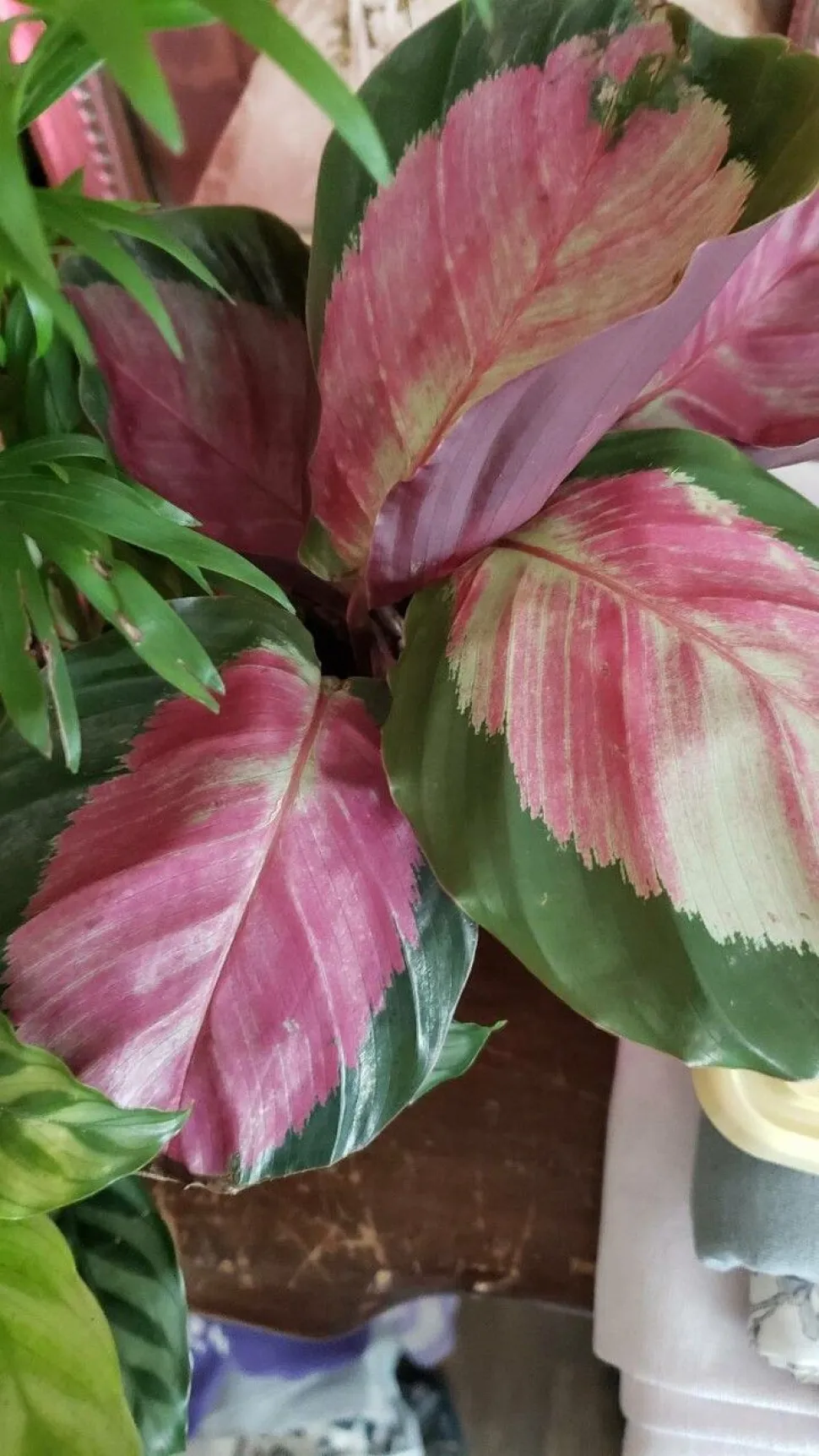 Folhas de Goeppertia picturata