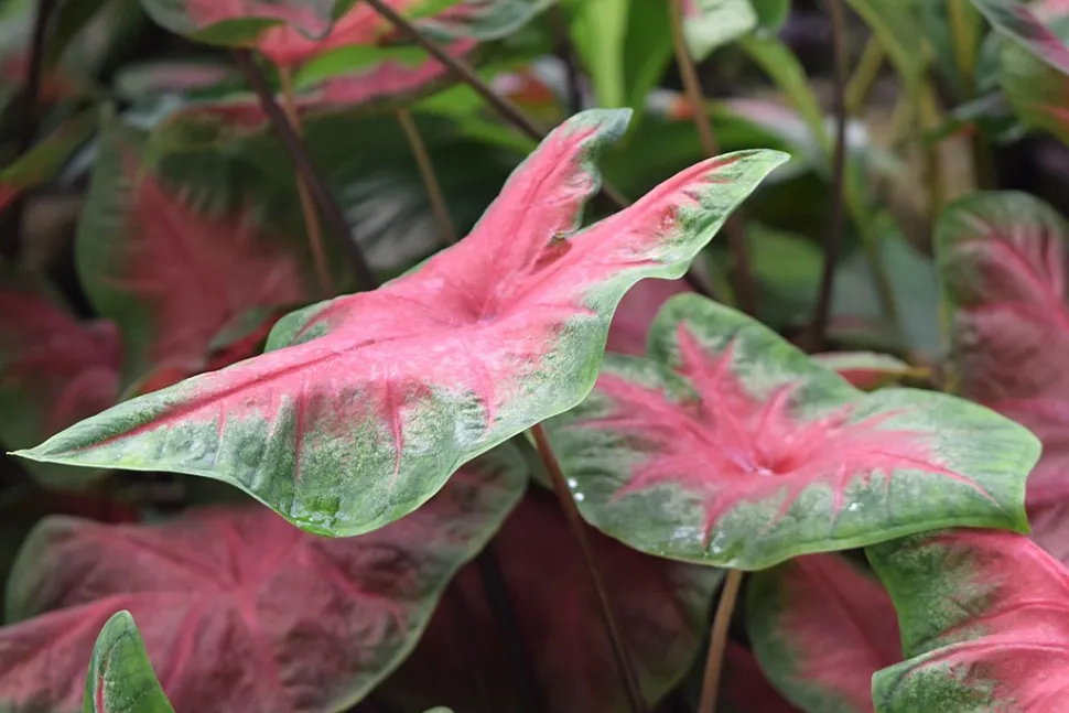 Caladium dikke bladeren Red Flash