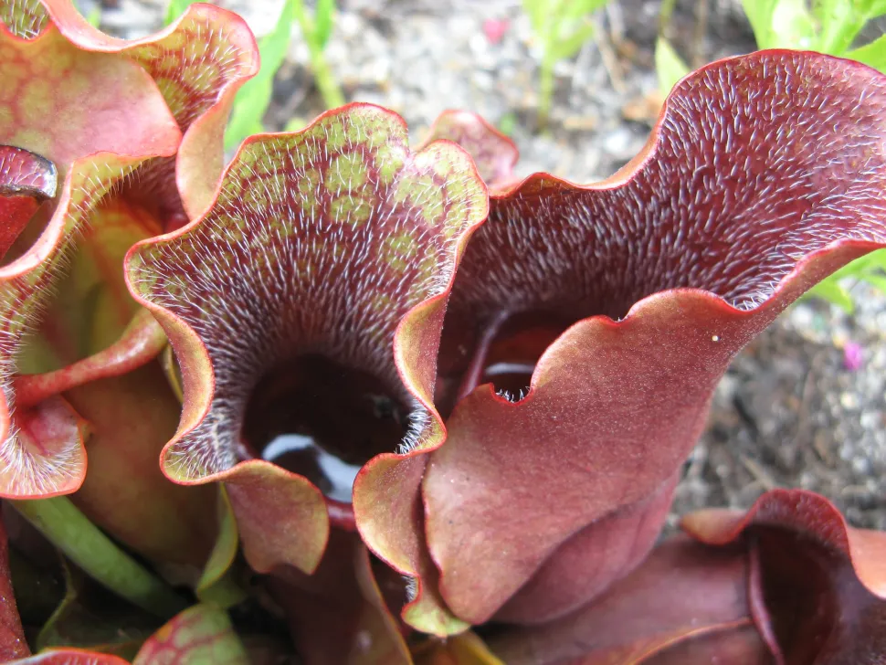 Sarracenia purpurea trampa
