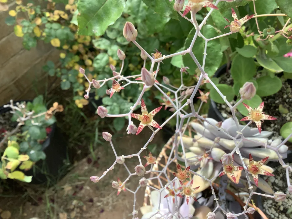 Graptopetalum amethystinum with flowers