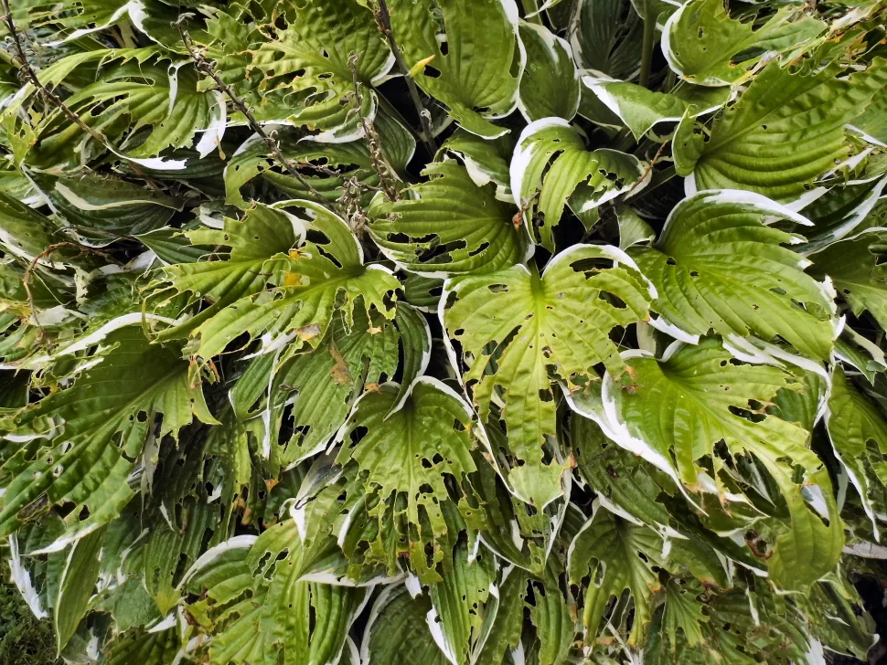 Feuilles dévorées par les limaces