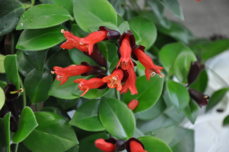 Aeschynanthus pulcher Mona Lisa en flor