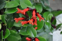 Aeschynanthus pulcher Monna Lisa in fiore