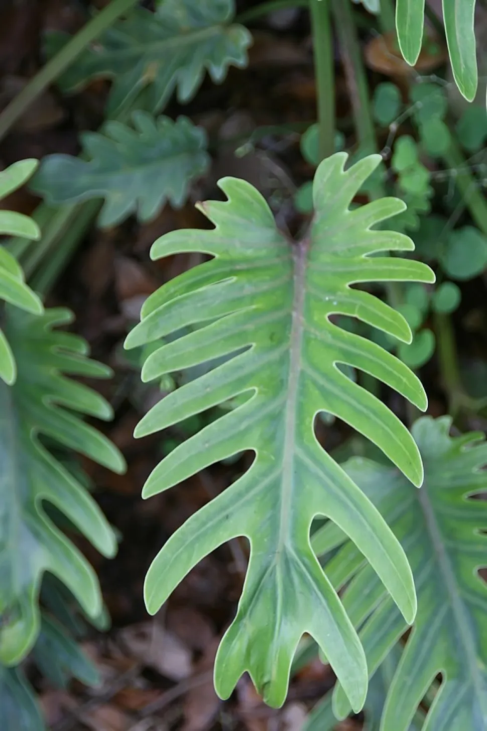 Gesneden blad van Philodendron xanadu